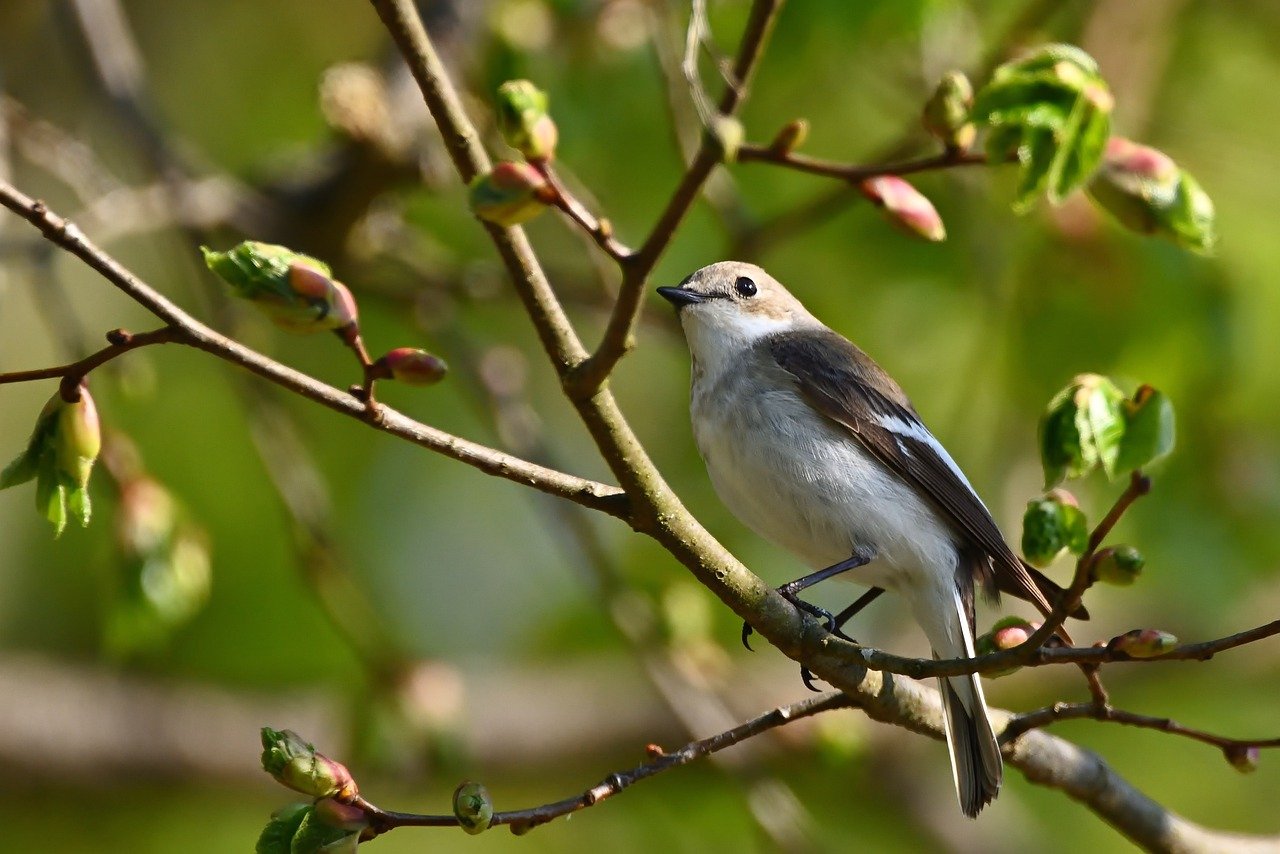 pied flycatcher, bird, park, songbird, spring, wildlife, sunrise, ornithology, bird watching, nature, branch, animal photo, bird photo