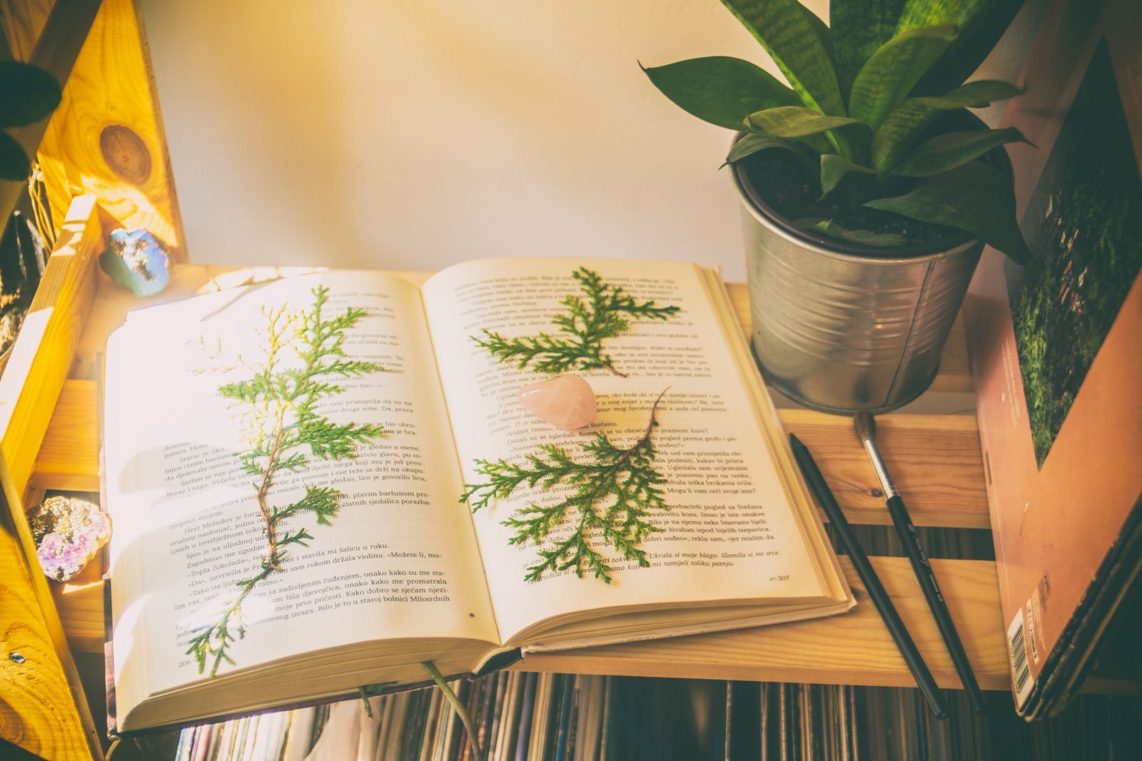 Open book with pressed plant sprigs beside a potted plant