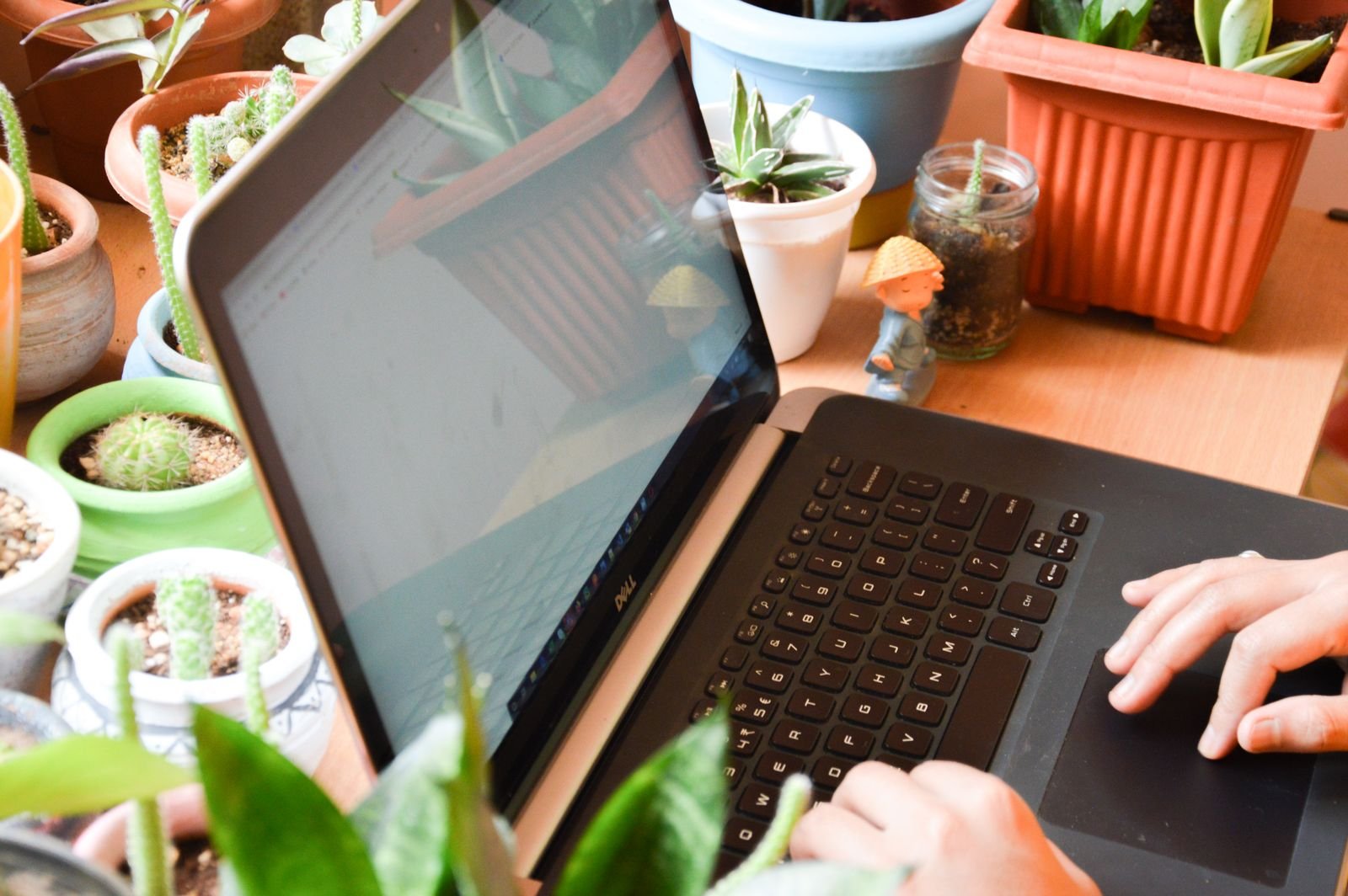 Person using a laptop surrounded by potted plants
