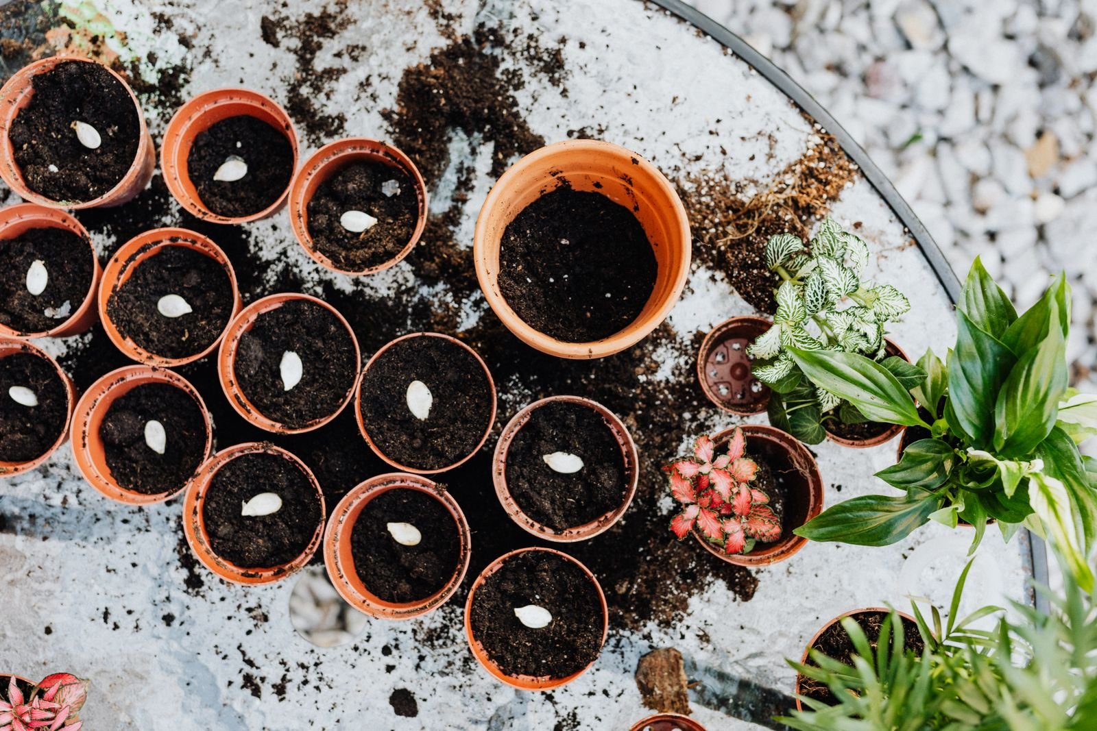 Terracotta pots filled with soil and seeds ready for sowing