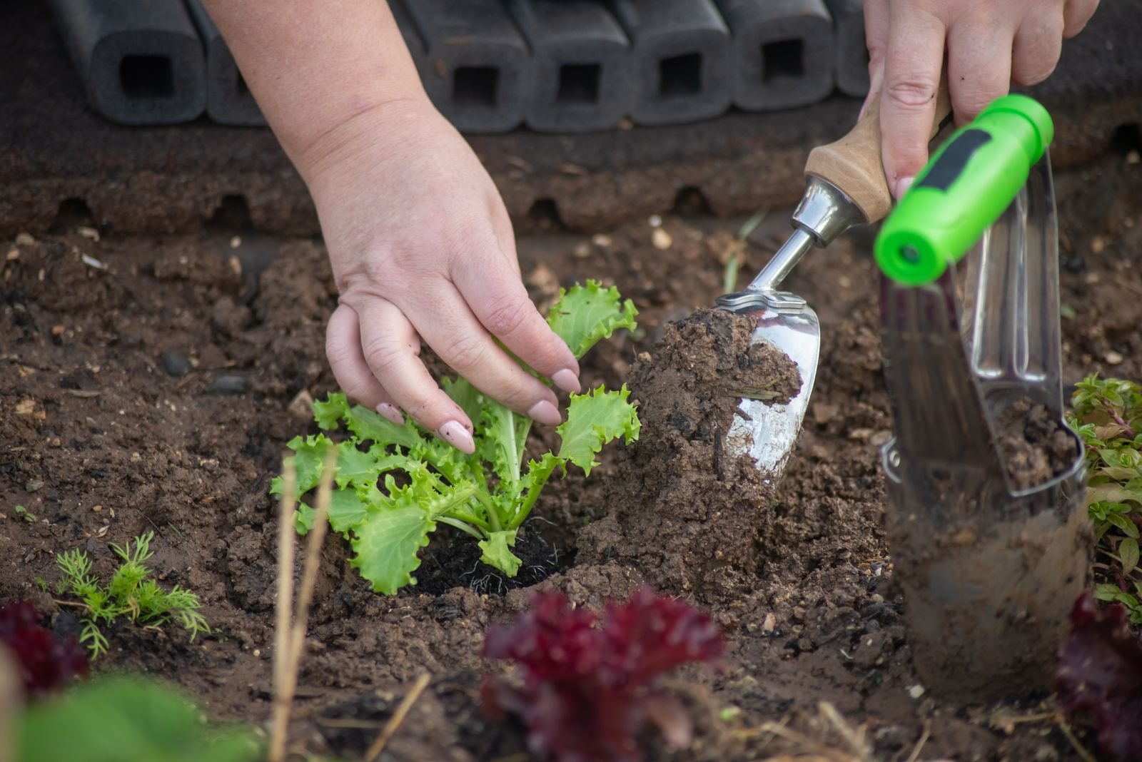 Gardener using a hand trowel to plant seedlings in garden soil