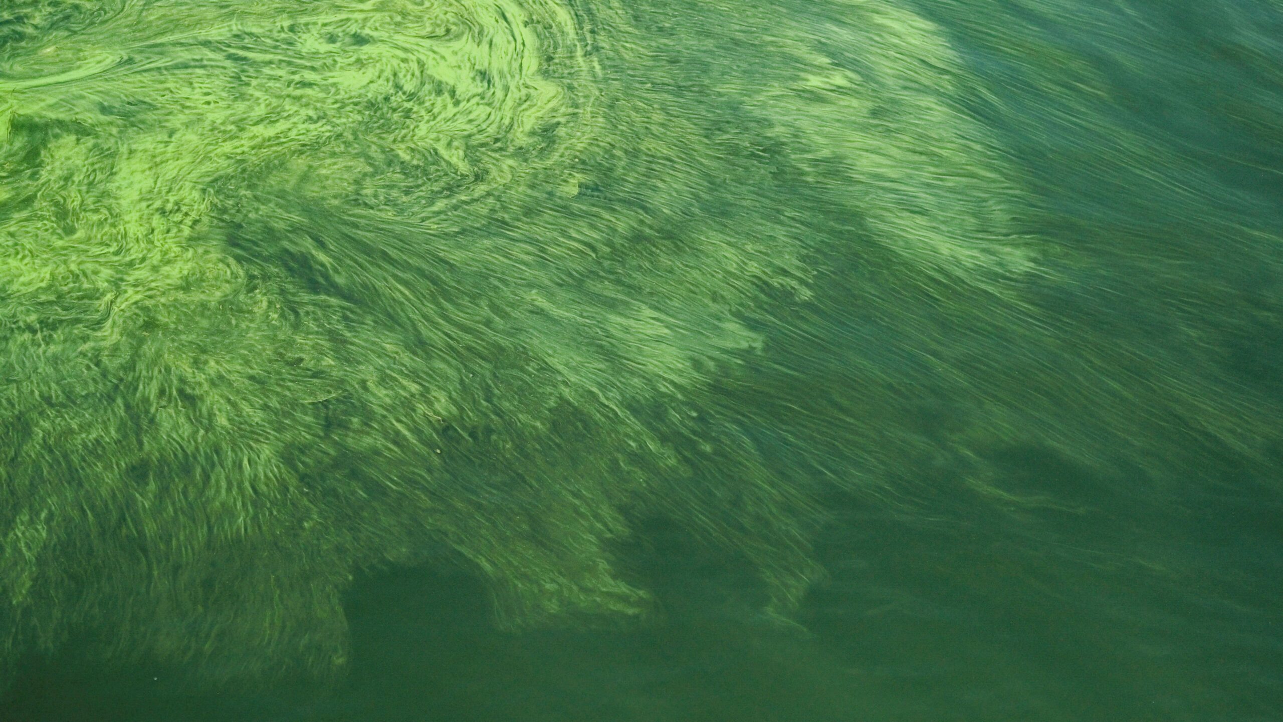 Green algae spreading through water, simple aquatic organisms that lack true roots stems and leaves