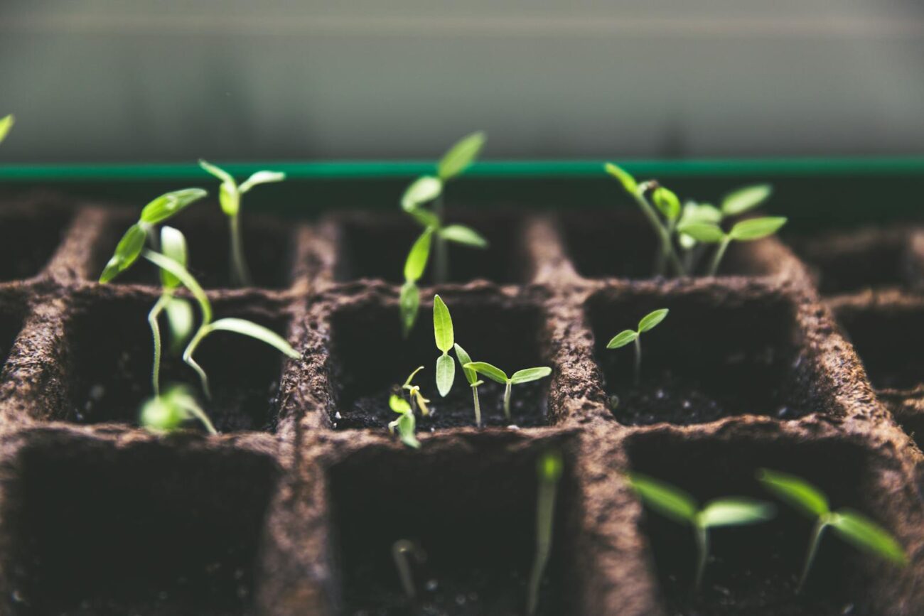 Close-up of green sprouts emerging from soil in seed trays, symbolizing growth and vitality.