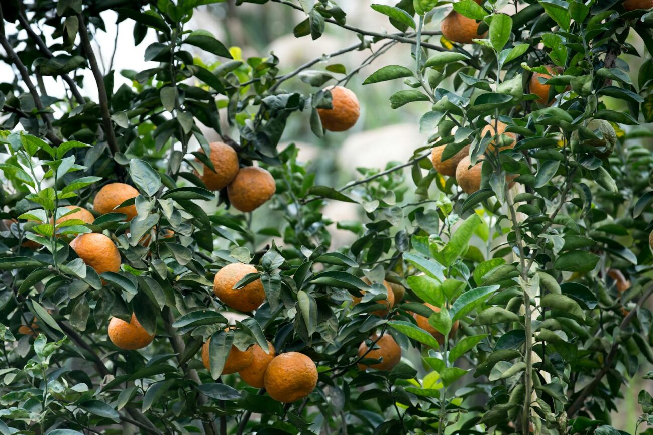 Close-up of fresh oranges hanging on lush green citrus tree branches in a garden.