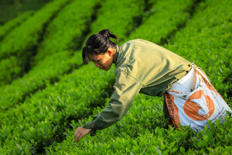 40 Botanical Names of Food Plants and Crops You Should Know.