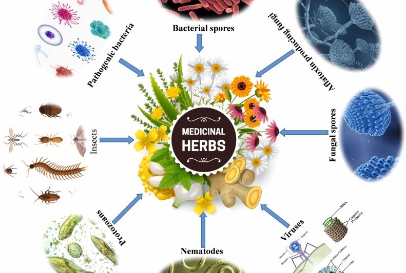 The Role of Microbes in Boosting Herbal Potency.