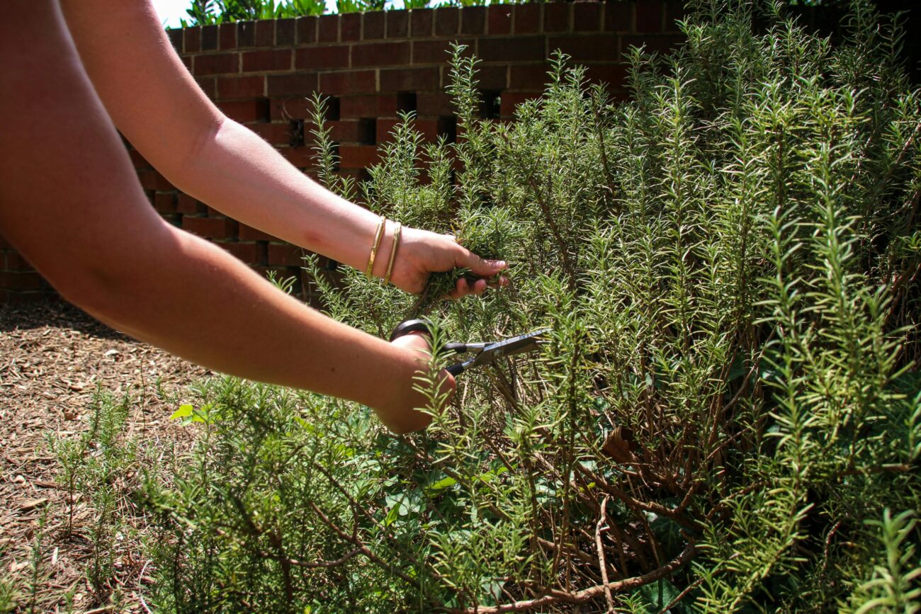 Hands harvesting Salvia rosmarinus rosemary stems with scissors in sunny garden showing herb collection at growth stage that influences secondary metabolite concentration and aromatic terpenoid potency in medicinal plant material