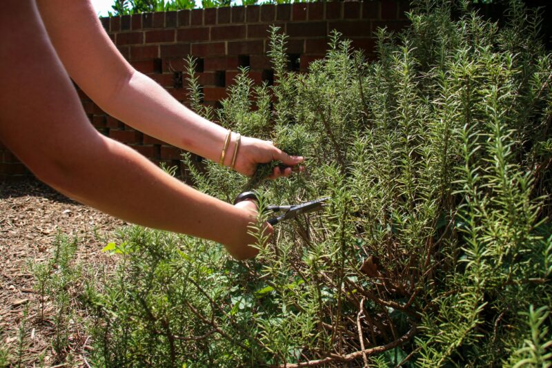 Seasonal Herb Potency. What Harvest Timing Actually Does to Plant Chemistry.