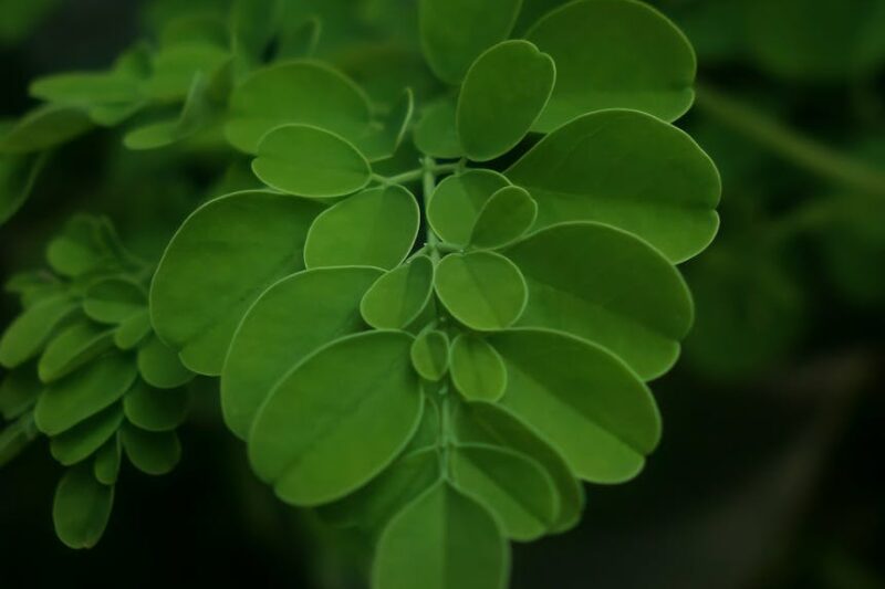 How Moringa Supports Energy, Digestion, Skin & More.