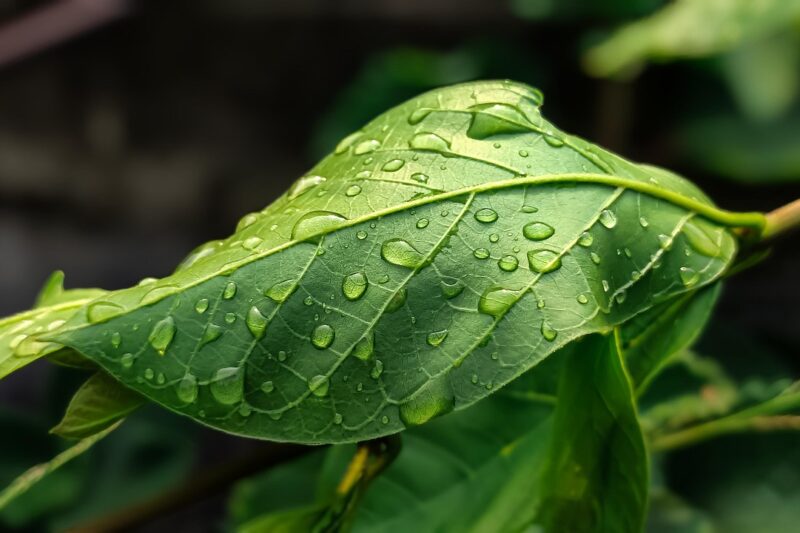 Botany for Beginners and Beyond: Learn Plant Science and Herbal Medicine.
