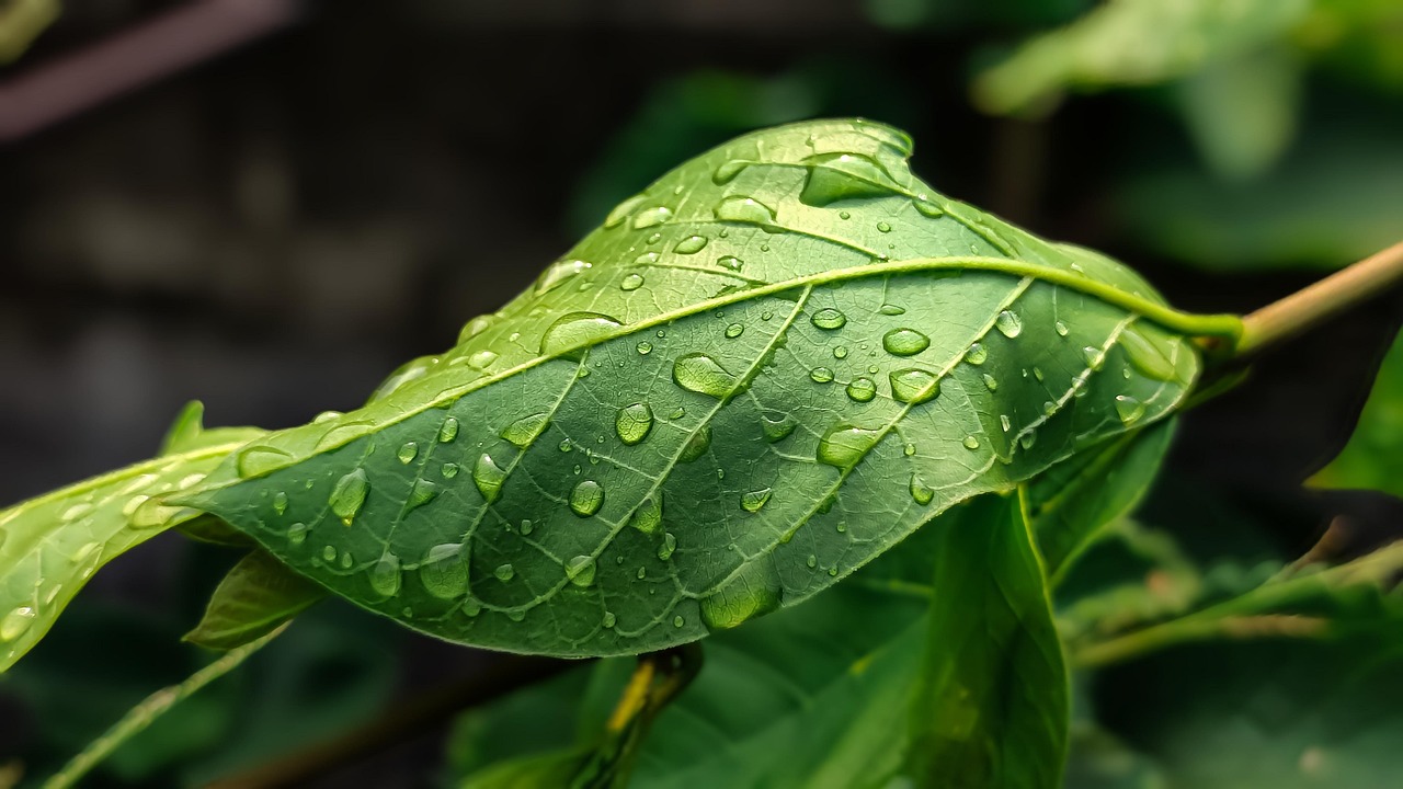 leaves, green, botany, rain, wet, drops, raindrop, droplets, waterdrop, green background, nature, landscape