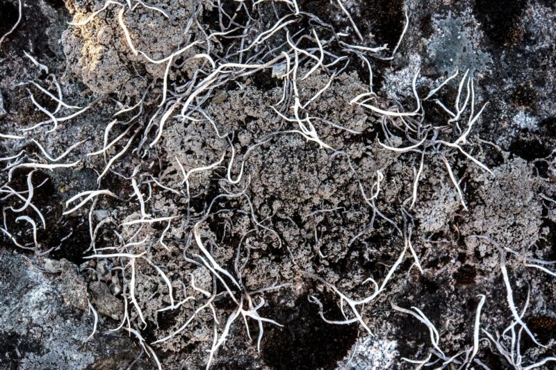 Herbal Terroir: How Soil Microbes Shape the Strength of Medicinal Plants.