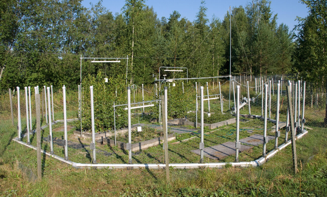 Open-air silver birch exposure plots at Ruohoniemi field site showing circular ozone fumigation rings used to measure how trees allocate carbon under temperature and ozone stress treatments