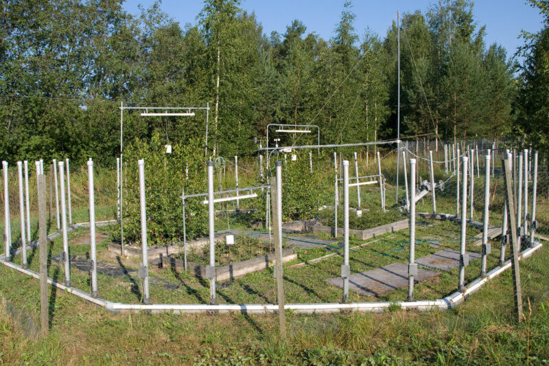 What My Silver Birch Data Taught Me About How Plants Respond to Ozone and Warming