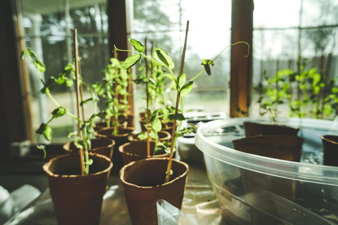 Young herb seedlings growing in biodegradable peat pots on windowsill showing indoor growing conditions where limited UV spectrum compared to outdoor sunlight affects secondary metabolite production and aromatic compound concentration in herbs