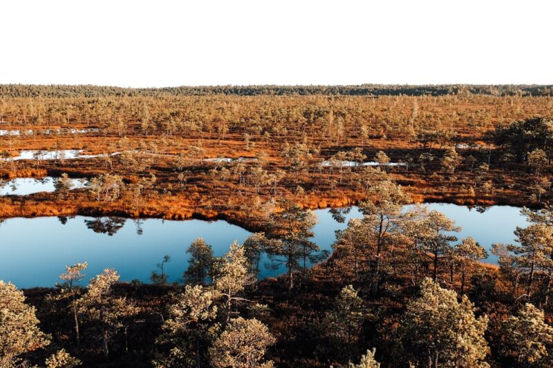 Wetlands and Carbon: What Biogeochemistry Actually Shows