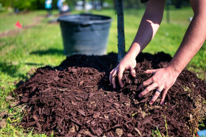 No-Till Gardening: What the Soil Biology Actually Shows