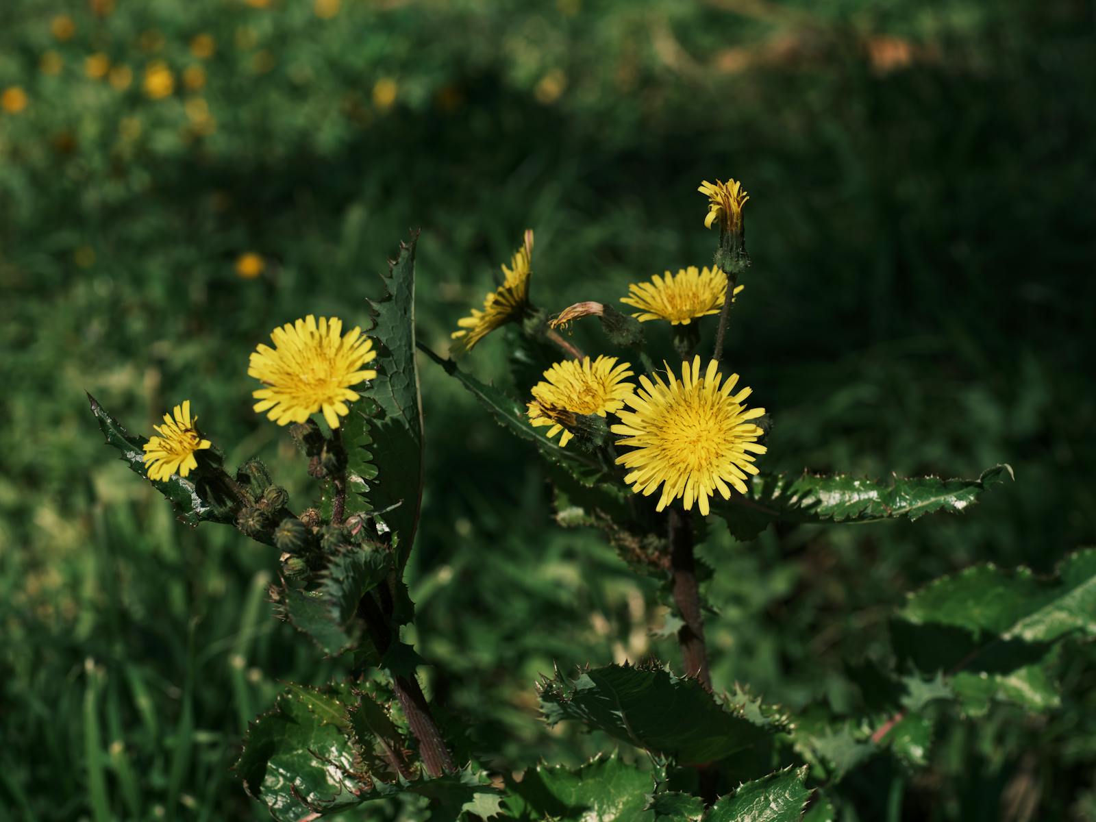 Taraxacum officinale dandelion showing yellow flower heads and serrated leaves containing bitter taraxacin sesquiterpene lactone compounds in roots and potassium rich carotenoid containing leaf tissue with long history of traditional medicinal use