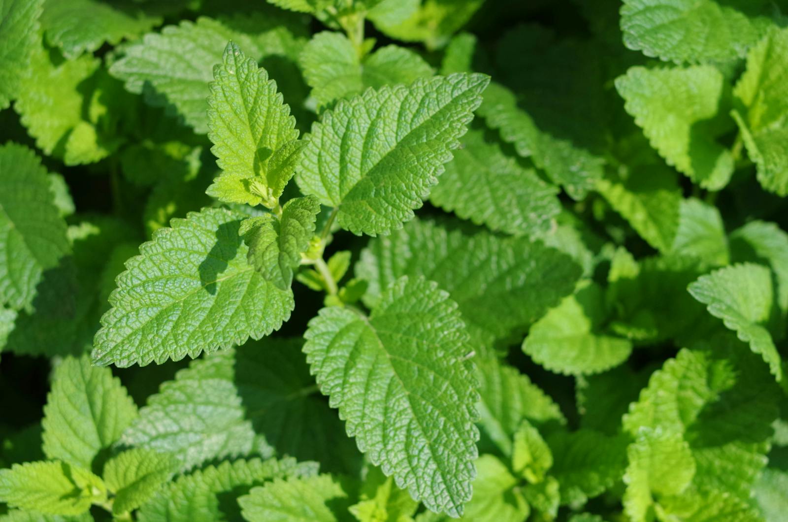 Melissa officinalis lemon balm leaves showing characteristic wrinkled serrated texture with glandular trichomes producing rosmarinic acid phenylpropanoid defence compounds with documented GABA transaminase inhibition and anxiolytic activity