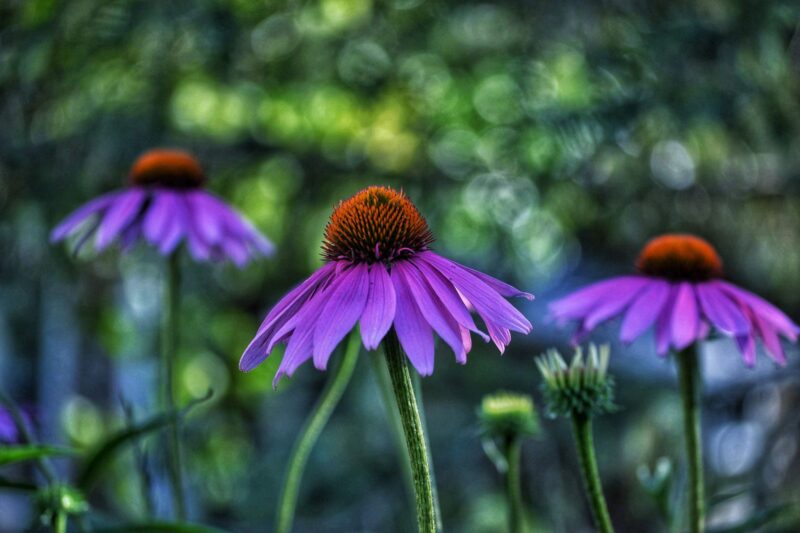 Echinacea: What the Alkylamide Chemistry Actually Shows