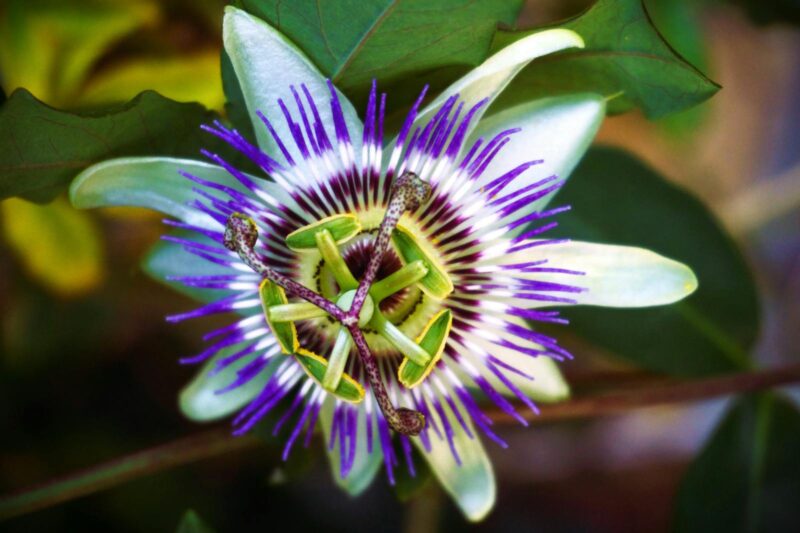 Passionflower (Passiflora incarnata): The Flavonoid Chemistry Behind Why It Calms You