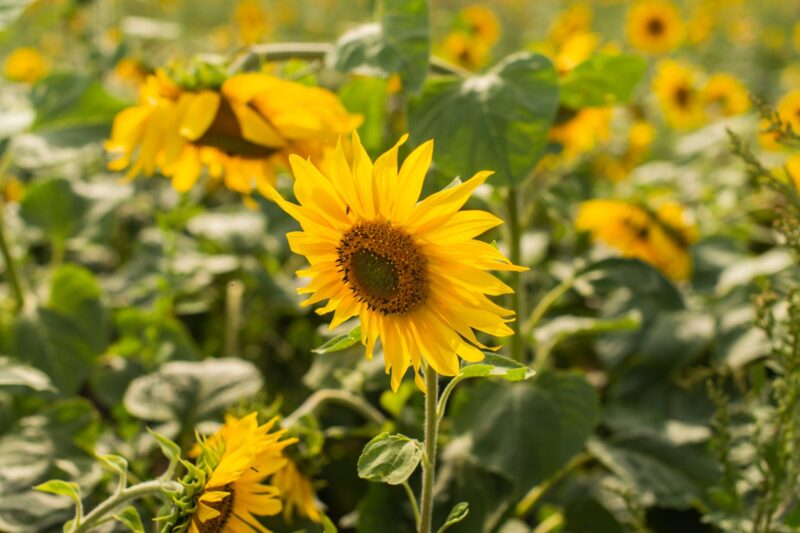 Helianthus annuus: The Allelopathy Chemistry and Ecological Role of Sunflower.