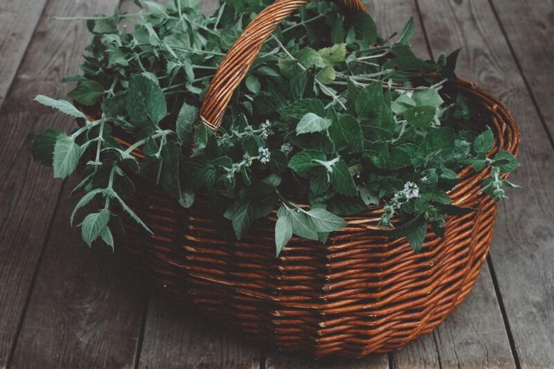 When to Harvest Herbs for Maximum Potency: A Practical Timing Guide.