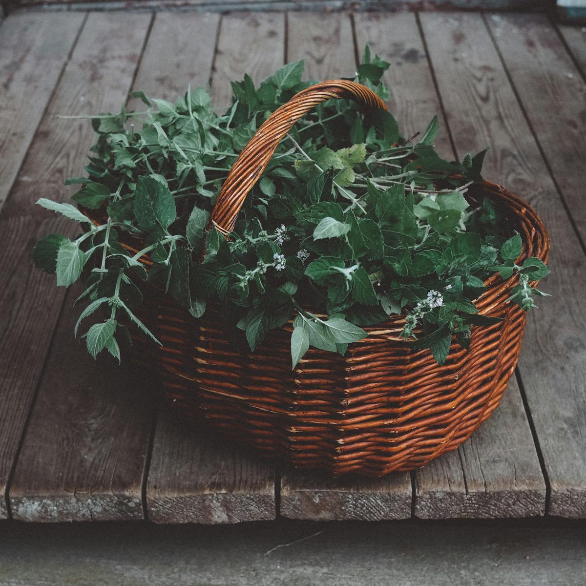 Fresh medicinal herbs in harvest basket showing seasonal collection of aromatic and root plant material at peak secondary metabolite concentration including flavonoids terpenoids and bitter compounds for maximum herbal potency