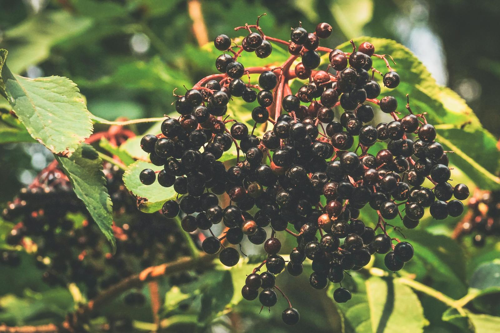 Sambucus nigra elderberry showing dense clusters of ripe dark purple black berries containing cyanidin and delphinidin anthocyanin compounds produced through the flavonoid biosynthetic pathway with documented antiviral activity through haemagglutinin binding