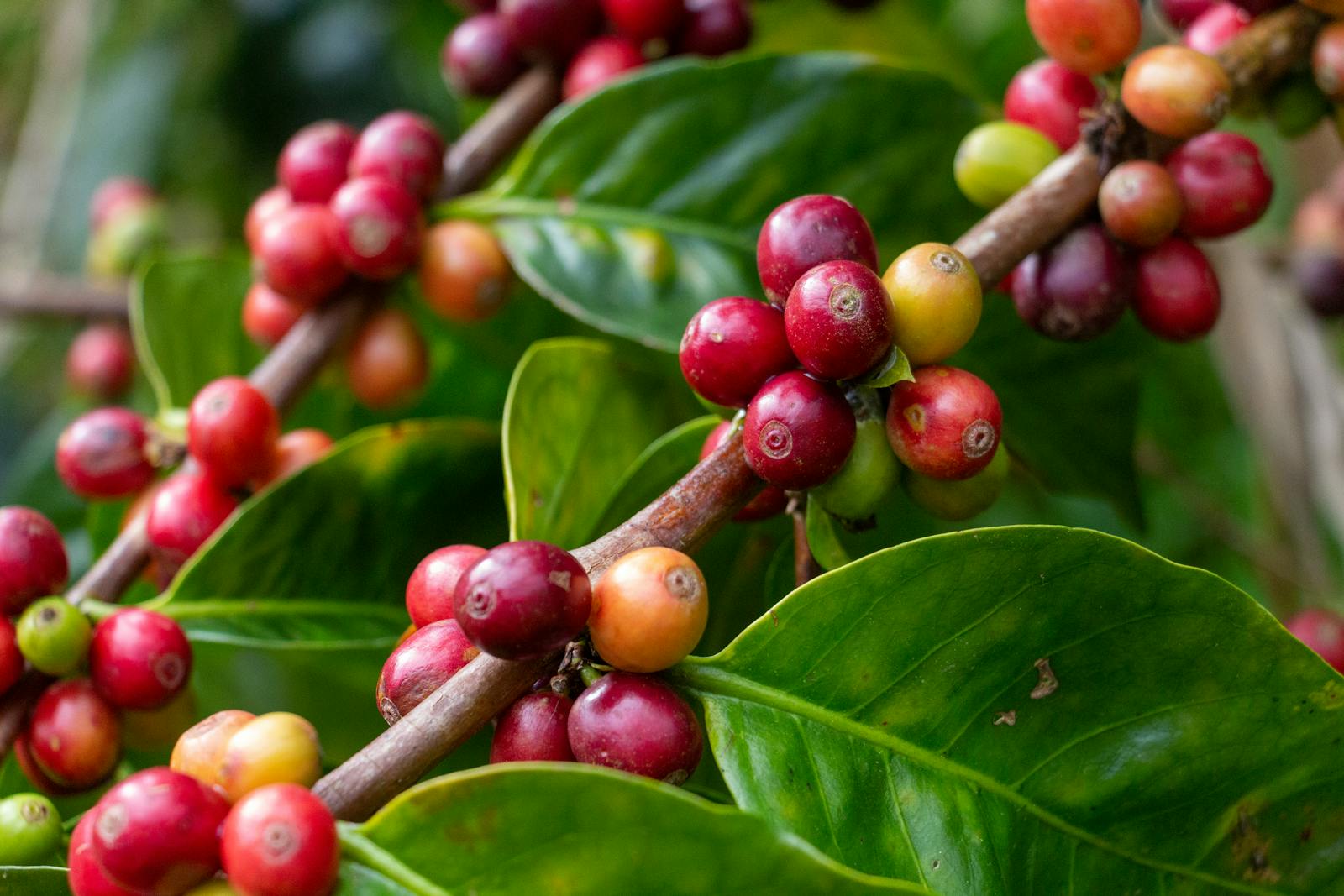 Coffea arabica coffee plant showing red ripe coffee cherries containing seeds where caffeine purine alkaloid and chlorogenic acid phenylpropanoid secondary metabolites accumulate as insecticidal and antifungal defence chemistry