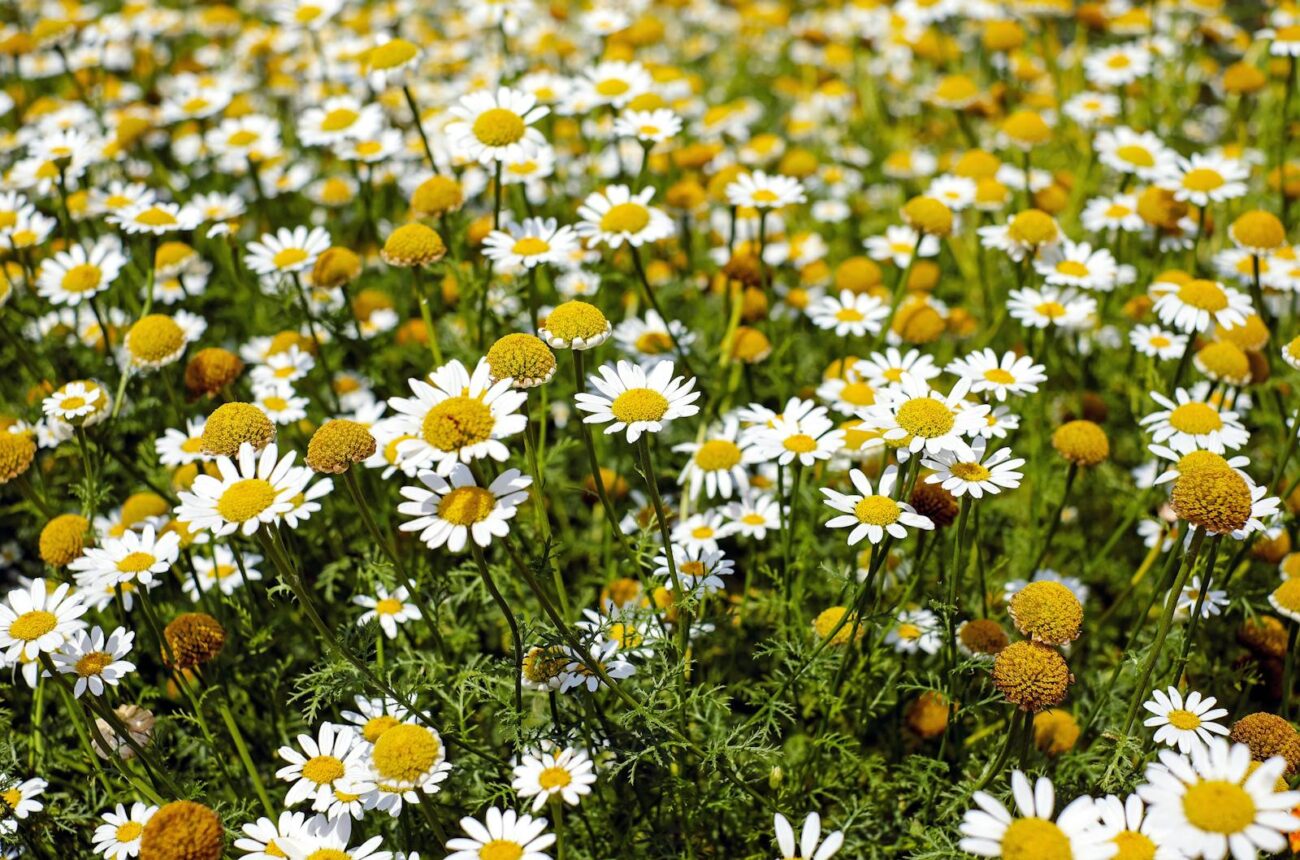Matricaria chamomilla chamomile field in full bloom showing medicinal herb whose chamazulene and alpha-bisabolol secondary metabolite content shifts measurably with temperature and precipitation changes under climate warming