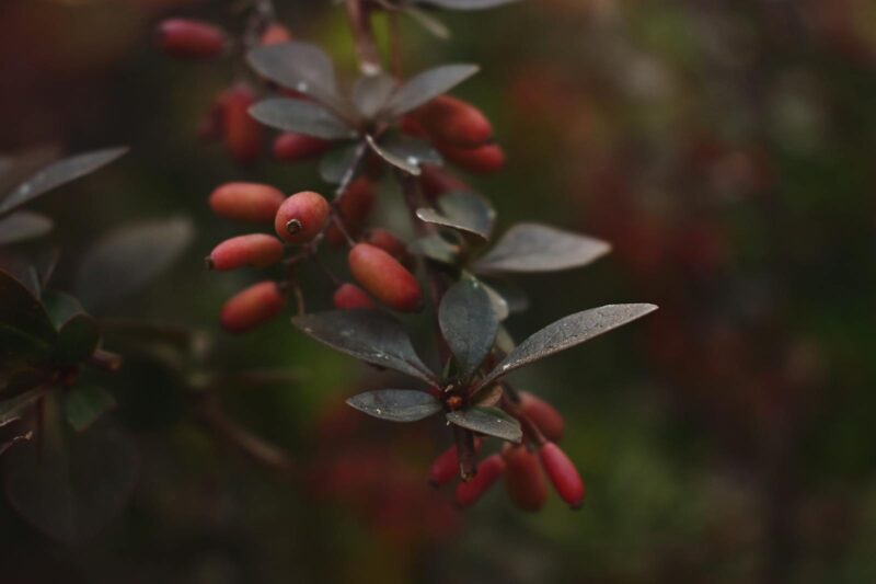 Berberine: The Isoquinoline Alkaloid That Stained My Fingers Yellow