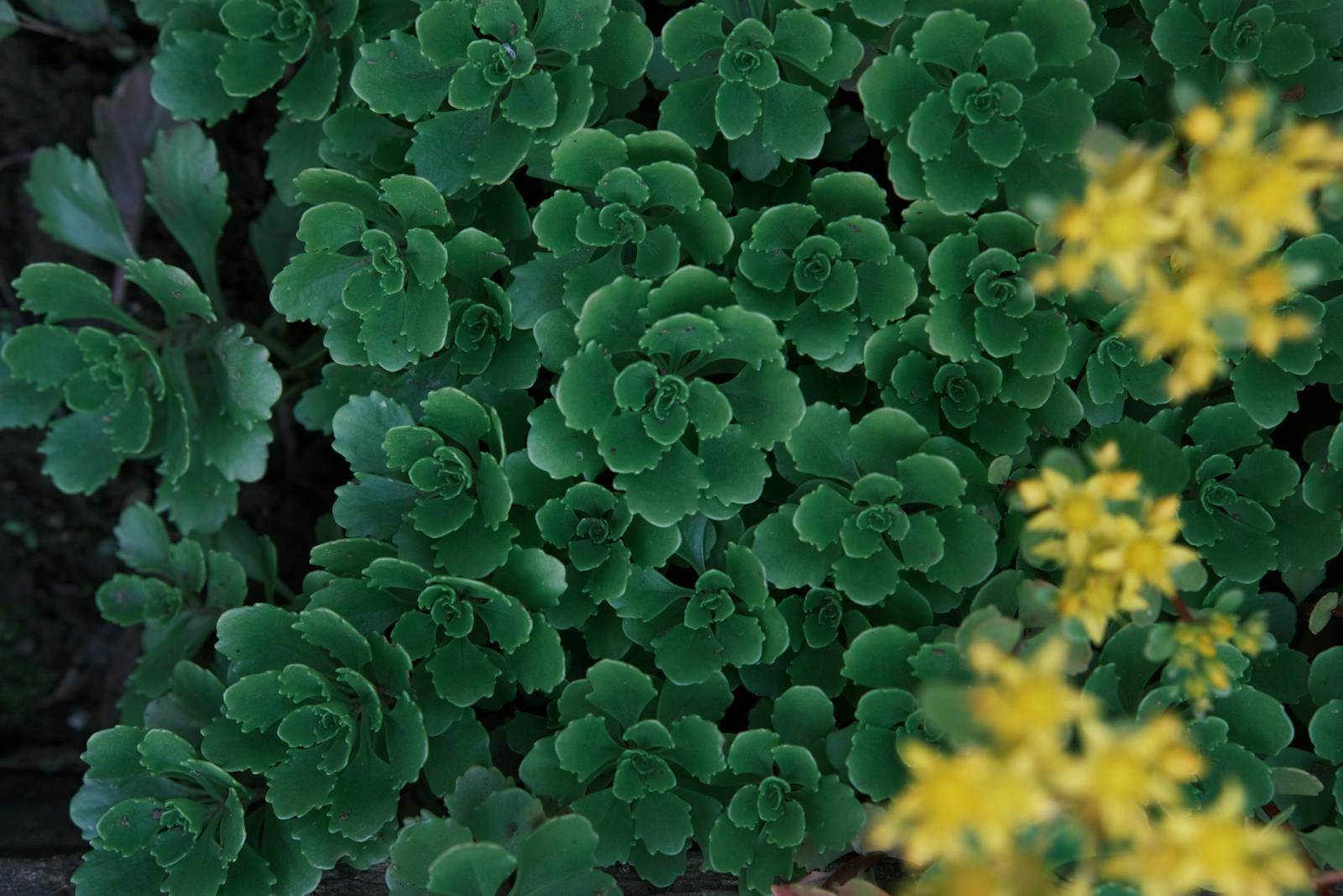 Rhodiola rosea plant showing characteristic rosette leaf arrangement and succulent fleshy leaves of a stress-adapted alpine Crassulaceae species where cold and nutrient-poor growing conditions drive concentrated rosavin and salidroside secondary metabolite production in the root