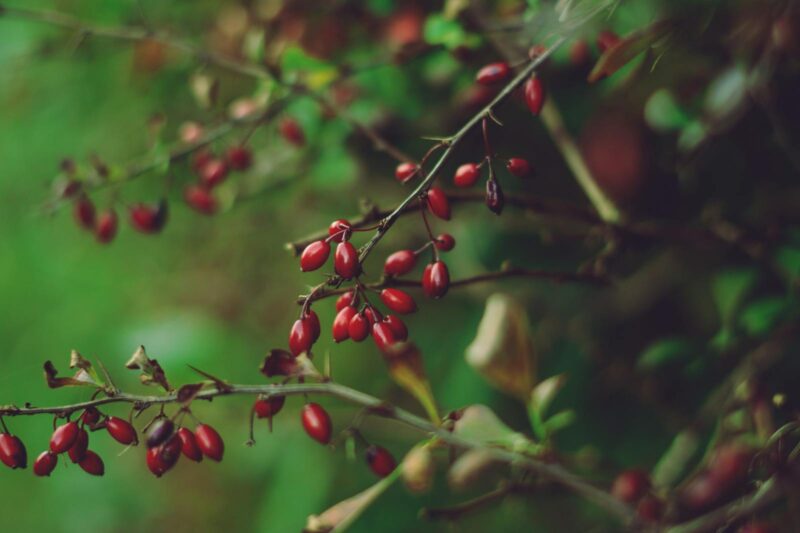 Berberine: The Plant Chemistry Behind the Yellow Root.