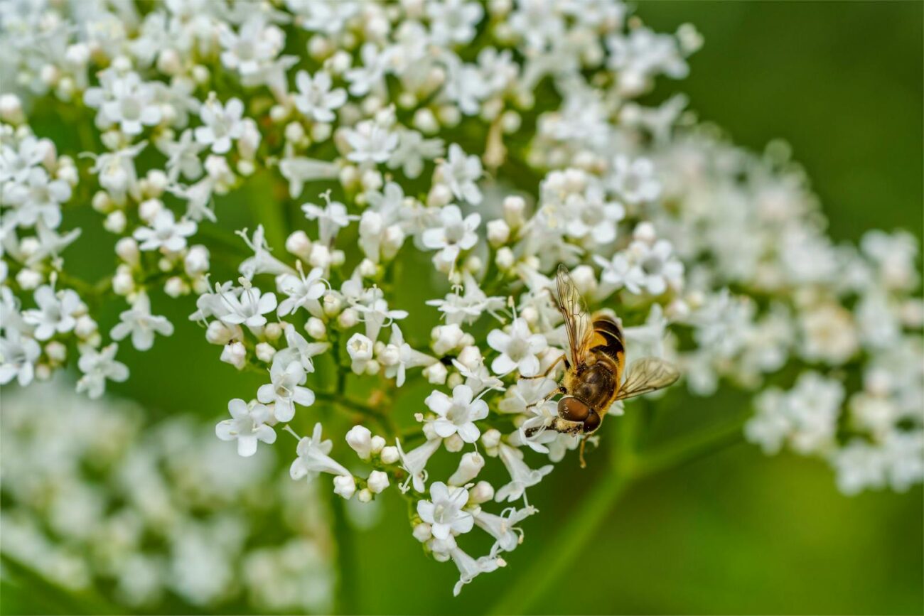 Valeriana officinalis valerian plant showing characteristic small white flower clusters with hoverfly pollinator visiting the flowers that smell pleasant while the root below produces valerenic acid sesquiterpene secondary metabolites with documented GABA-A receptor modulating activity for sleep support