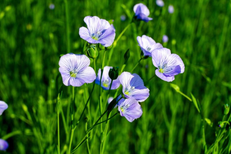 Food, Fiber, and Medicine: Why Plants Produce All Three.