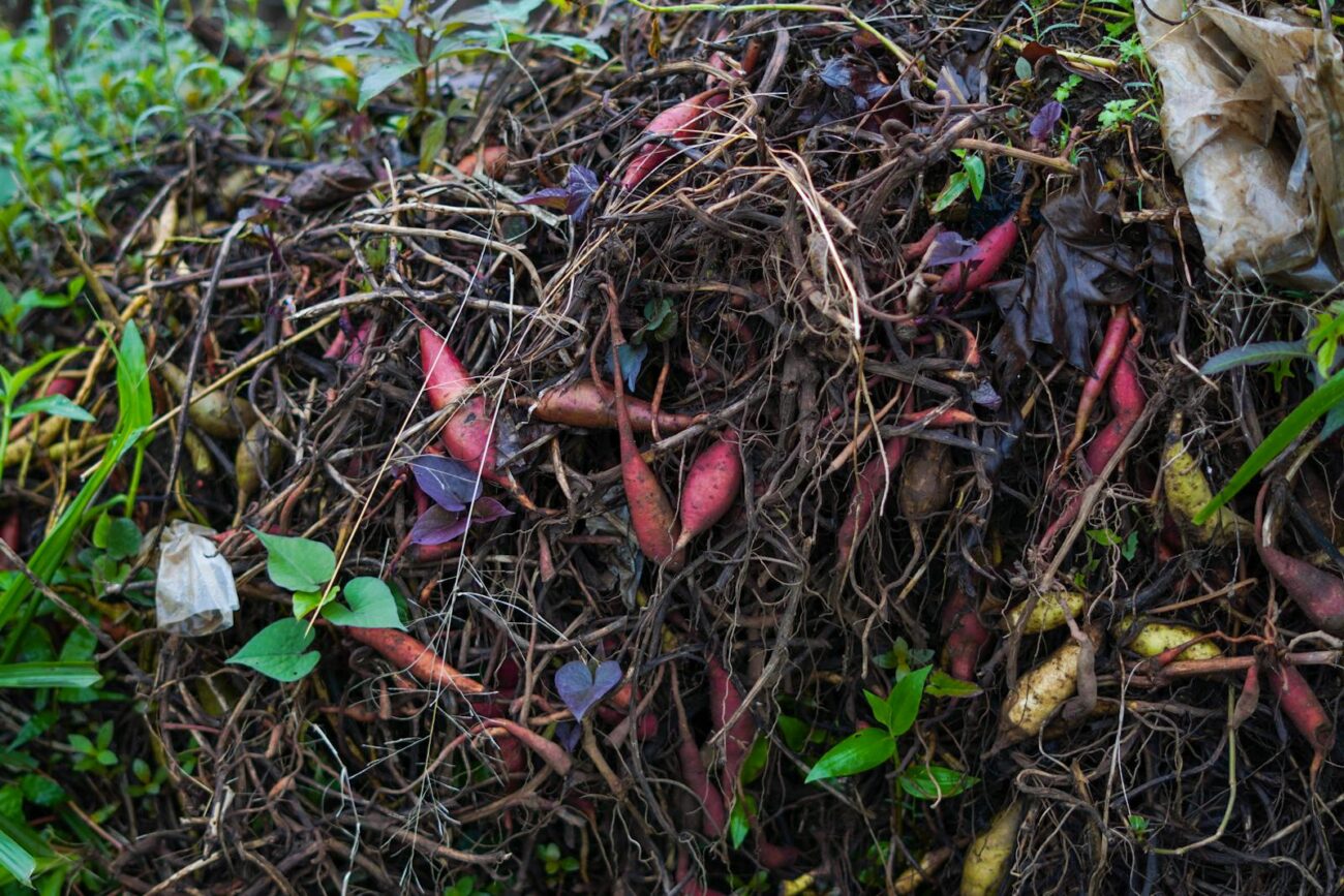 Decomposing plant material including roots stems and leaves showing the early stages of aerobic microbial decomposition that transforms organic waste into stable humus through successive microbial community shifts