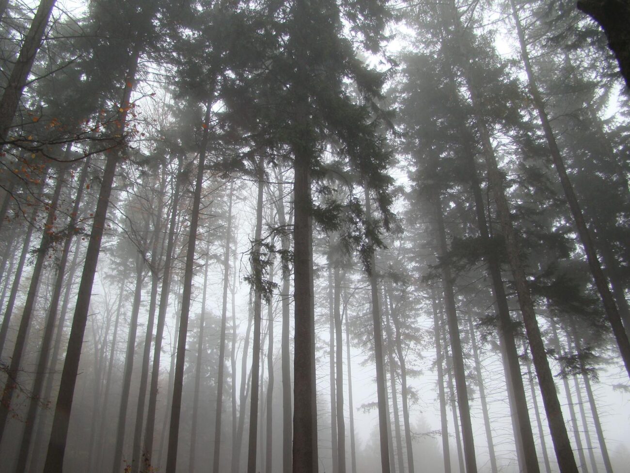 Misty conifer forest showing atmospheric haze between trees formed from monoterpene volatile organic compound oxidation producing secondary organic aerosols that characterise boreal forest atmospheric chemistry