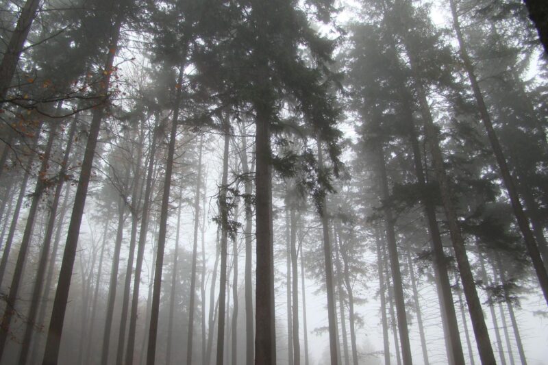Plant VOCs: Why Trees Talk in Chemicals and What That Means for Air Quality