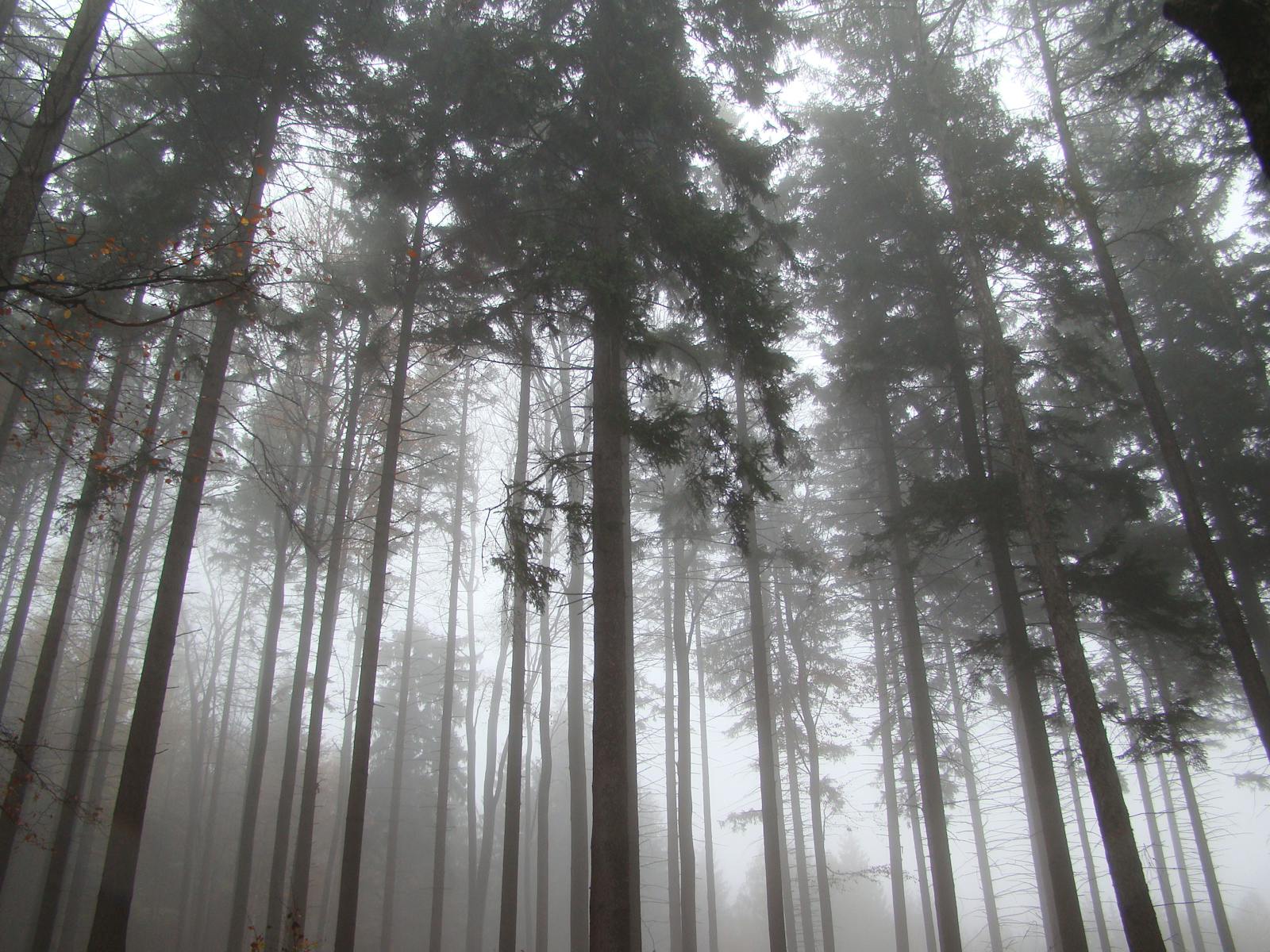 Misty conifer forest showing atmospheric haze between trees formed from monoterpene volatile organic compound oxidation producing secondary organic aerosols that characterise boreal forest atmospheric chemistry