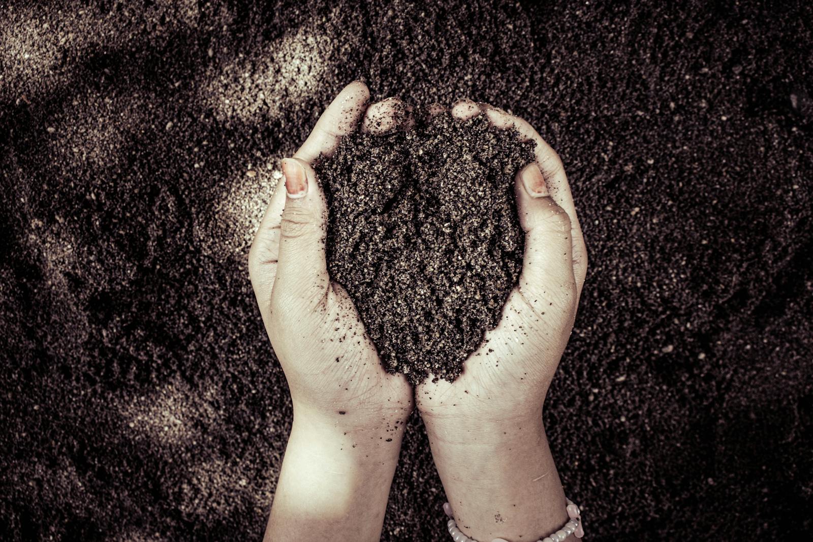 Healthy compost rich garden soil showing biologically active substrate where diverse microbial communities including mycorrhizal fungi and rhizobacteria support plant secondary metabolite investment through nutrient cycling and induced resistance signalling