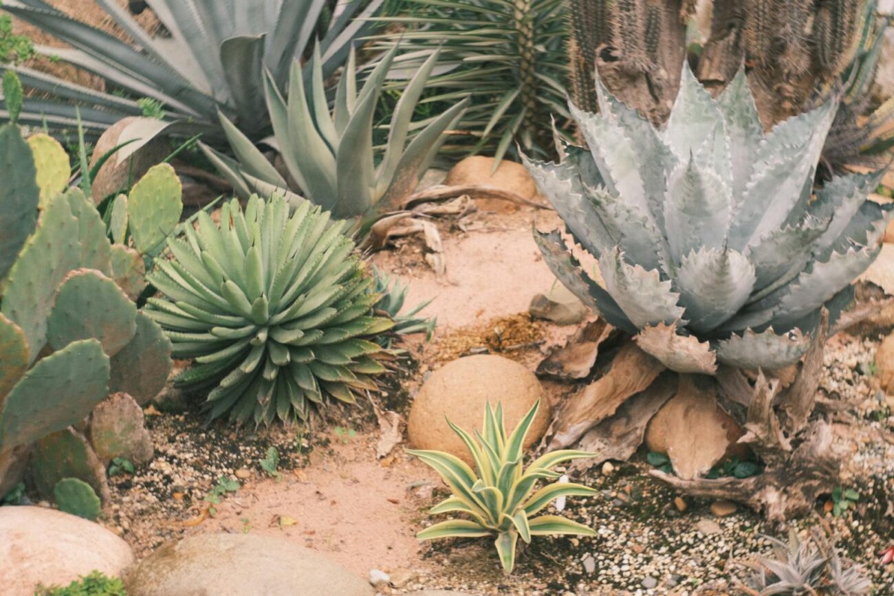 Agave and succulent plants in dry rocky soil showing structural drought tolerance adaptations including waxy cuticles rosette architecture and water storage tissue