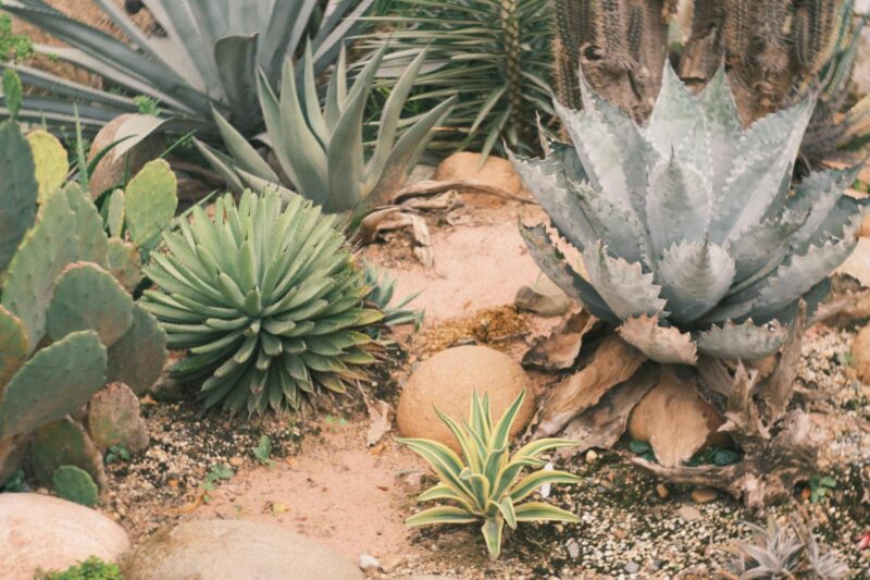 How Plants Survive Drought: What I Learned Studying Stress Physiology