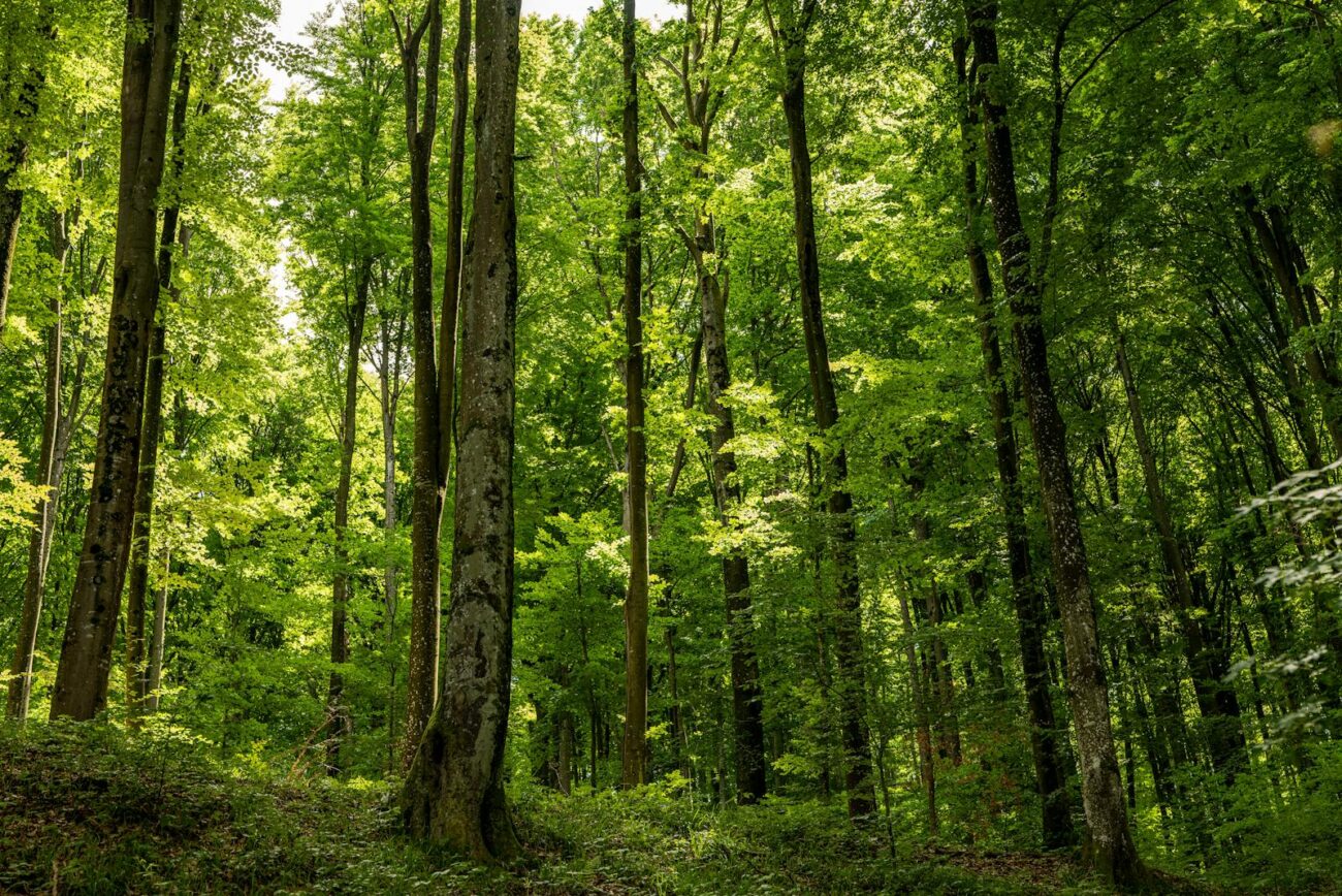 Dense temperate forest ecosystem showing layered plant communities responsible for oxygen production carbon cycling water regulation through transpiration and biodiversity support that make Earth habitable