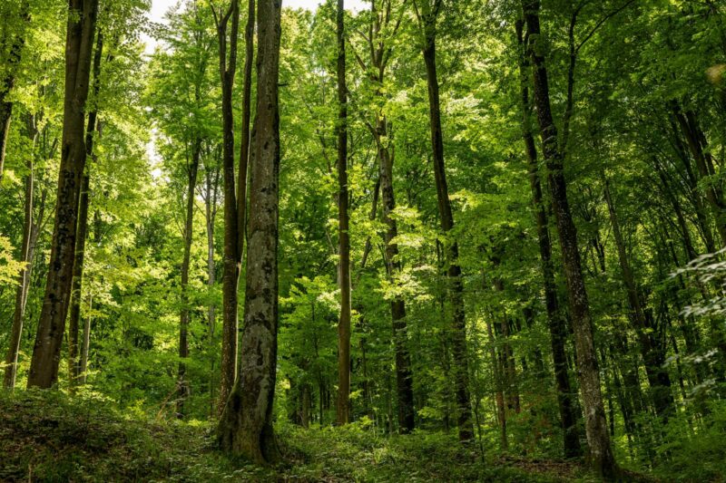 What Would Happen If All Plants on Earth Suddenly Disappeared?
