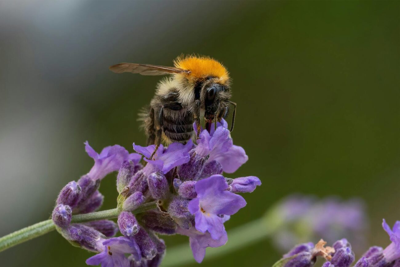 Bumblebee foraging on Lavandula angustifolia lavender flowers attracted by linalool monoterpenoid volatile compounds with visible pollen collected on legs