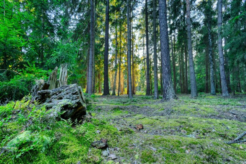 Why Biodiversity Loss Threatens Human Health: An Ecologist’s Perspective