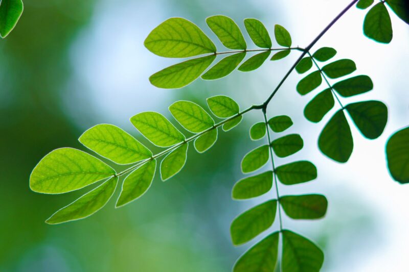 Moringa oleifera. What the Plant Chemistry Actually Shows.