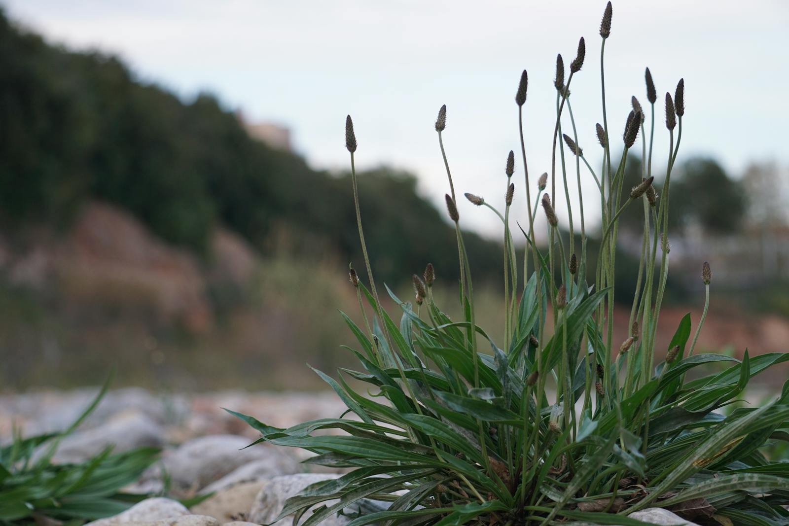 Plantago major broadleaf plantain showing ground level rosette growth habit with leaves containing aucubin iridoid glycoside and allantoin compounds with traditional topical and internal medicinal applications