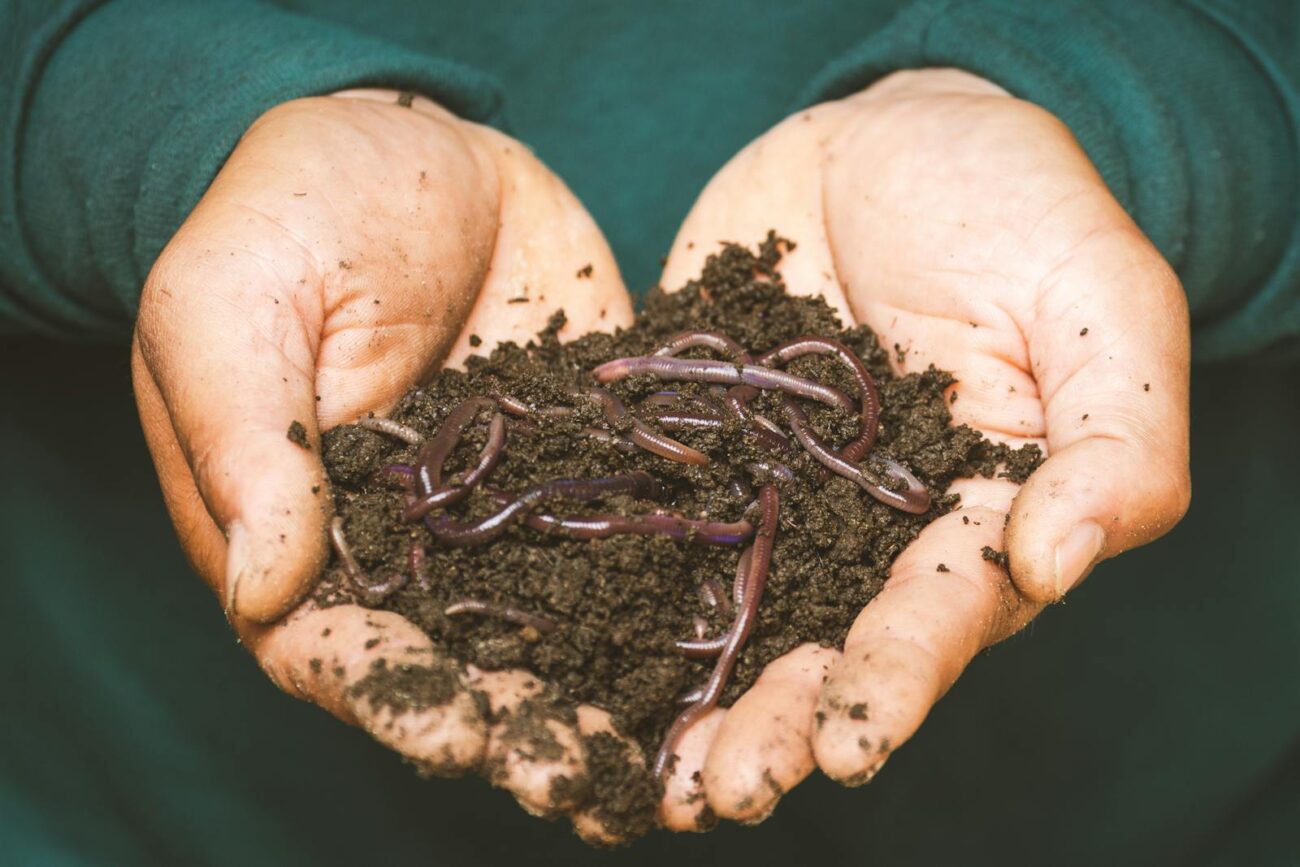 Hands holding healthy garden soil with earthworms showing the macrofauna component of the soil food web that creates soil structure through burrowing and produces nutrient-rich casts through organic matter processing